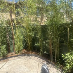 Paso Bamboo Farm and Nursery - In ground installation of Rubro bamboo