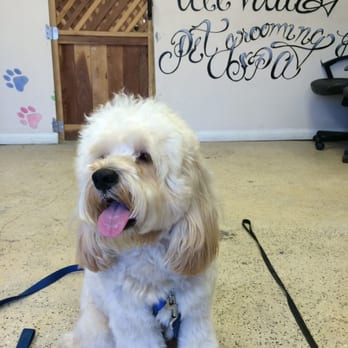 All Valley Pet Grooming and Spa - Hullo. I'm Charlie and I go here ALLLLL the time. Look at my uggs - Pet Groomers Near Me All Valley Pet Grooming and Spa - Hullo. I'm Charlie and I go here ALLLLL the time. Look at my uggs - Pet Groomers Near Me