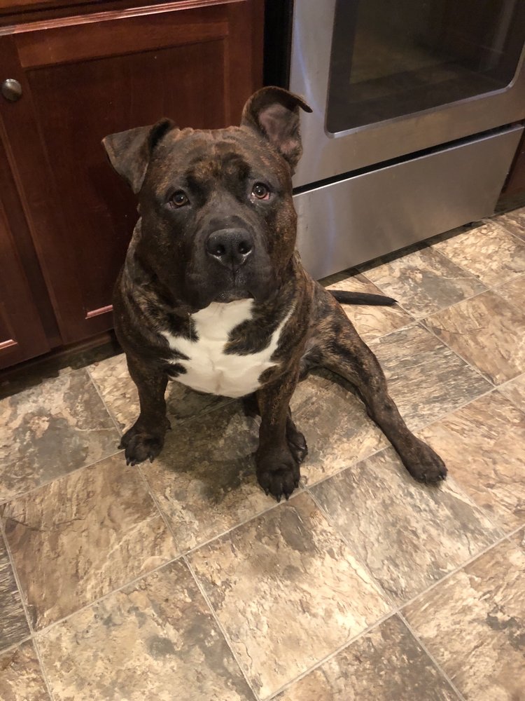 LA MAISON DU CANICHE Pet Sitting 988 Pineland Ave, Hinesville, GA Phone Number Yelp