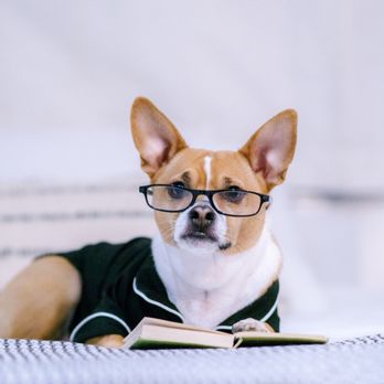 AutoCamp - Midpines - They have books for you to read - Campgrounds Near Me - Midpines, California AutoCamp - Midpines - They have books for you to read - Campgrounds Near Me - Midpines, California