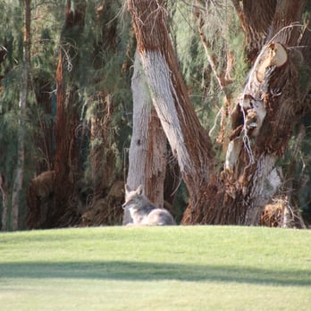 Furnace Creek Ranch Golf Course - Coyote close to the hole - Golf Near Me - Death Valley, California Furnace Creek Ranch Golf Course - Coyote close to the hole - Golf Near Me - Death Valley, California