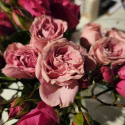 Northpark Florist - Bruised