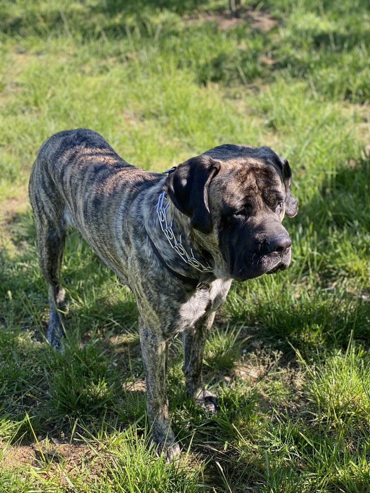 Pet Nutrition Center Inc