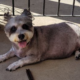 After her first visit at Spots Spot.. she looks amazing... After her first visit at Spots Spot.. she looks amazing...