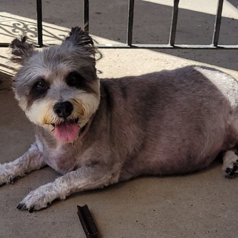 Spot's Spot Pet Grooming - After her first visit at Spots Spot.. she looks amazing... - Pet Groomers Near Me - Philadelphia, Pennsylvania Spot's Spot Pet Grooming - After her first visit at Spots Spot.. she looks amazing... - Pet Groomers Near Me - Philadelphia, Pennsylvania