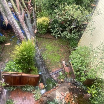 Cabrera Tree Care - The whole root ball... - Tree Services Near Me