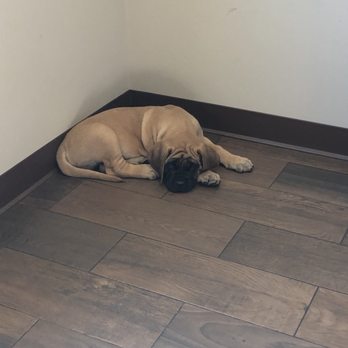 Hill Top Animal Hospital - Veterinarians Near Me - Evans, Georgia