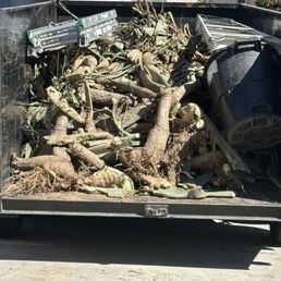Cactus roots and stems all over. Cactus roots and stems all over.