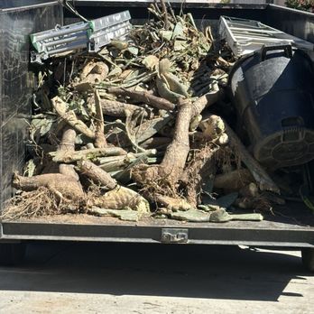 Golden Oaks Tree Care - Cactus roots and stems all over. - Tree Services Near Me Golden Oaks Tree Care - Cactus roots and stems all over. - Tree Services Near Me