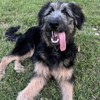 Sit Means Sit Dog Training - Pet Training Near Me - Austin, Texas Sit Means Sit Dog Training - Pet Training Near Me - Austin, Texas