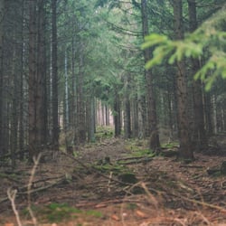 Großer Feldberg - Auf dem Weg zum Fuchstanz.                            © Josie Toepfer