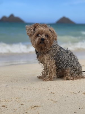 Lanikai Beach by null