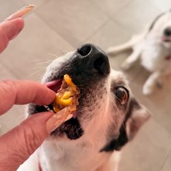 In-N-Out Burger - Enjoying his In-N-Out Cheeseburger
