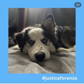Lodi Animal Services - JUSTICE FOR ENZO!!!! - Animal Shelters Near Me - Lodi, California Lodi Animal Services - JUSTICE FOR ENZO!!!! - Animal Shelters Near Me - Lodi, California
