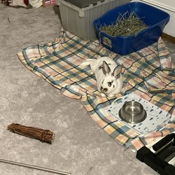 Binky Bunny Tales Rescue