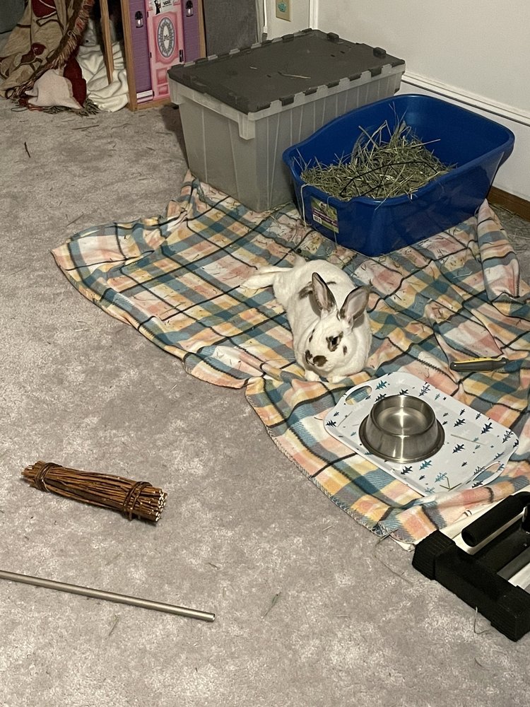 BINKY BUNNY TALES RESCUE Updated June 2024 Puyallup, Washington