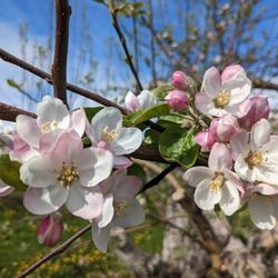 Bellinger's Orchard - Apple blossoms