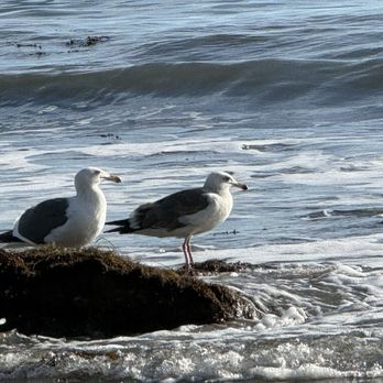 Campus Point Beach - Western Seagull - Beaches Near Me - Goleta, California Campus Point Beach - Western Seagull - Beaches Near Me - Goleta, California