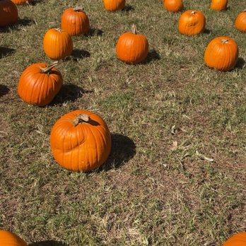 Boone Hall Pumpkin Patch - Pumpkin Patches Near Me - Mt. Pleasant, South Carolina