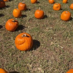 Boone Hall Pumpkin Patch