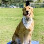 Photo of TACT K9 Handling, LLC