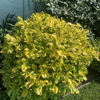 Green Grounds Landscape Services - Love the color on the bush and love the way the maintenance guys trim them in a natural circle. - Landscaping Near Me - Los Angeles, California