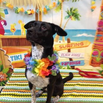 Paws in the Bath - A Hawaii experience! - Pet Groomers Near Me - Newmarket, Ontario Paws in the Bath - A Hawaii experience! - Pet Groomers Near Me - Newmarket, Ontario