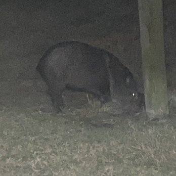 Choke Canyon State Park - Javelina having a drink outside our cabin - Parks Near Me - Calliham, Texas Choke Canyon State Park - Javelina having a drink outside our cabin - Parks Near Me - Calliham, Texas