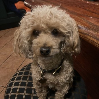 The County Cork Wine Pub - a dog sitting on a chair - New American Near Me - Eldersburg, Maryland