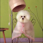 Photo of Colleen's Dog Grooming