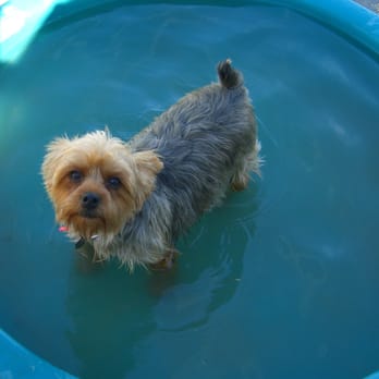 Animals First 4U - Room for one more, jump right in! - Pet Groomers Near Me - Menifee, California