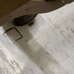 Cliffside Rehabilitation & Residential Health Care Center - A cockroach crawling up a bed