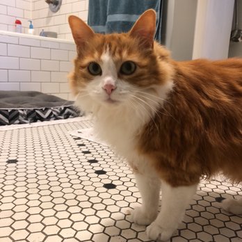 Nails and Tails - Holden is a happy cat now that she is tangle free - Pet Groomers Near Me