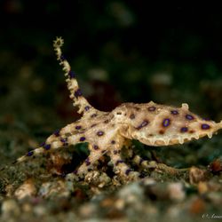 Dive Arizona - Who can name what this is??? Photo taken in Lembeh.