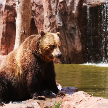 Bearizona - Zoos Near Me - Williams, Arizona