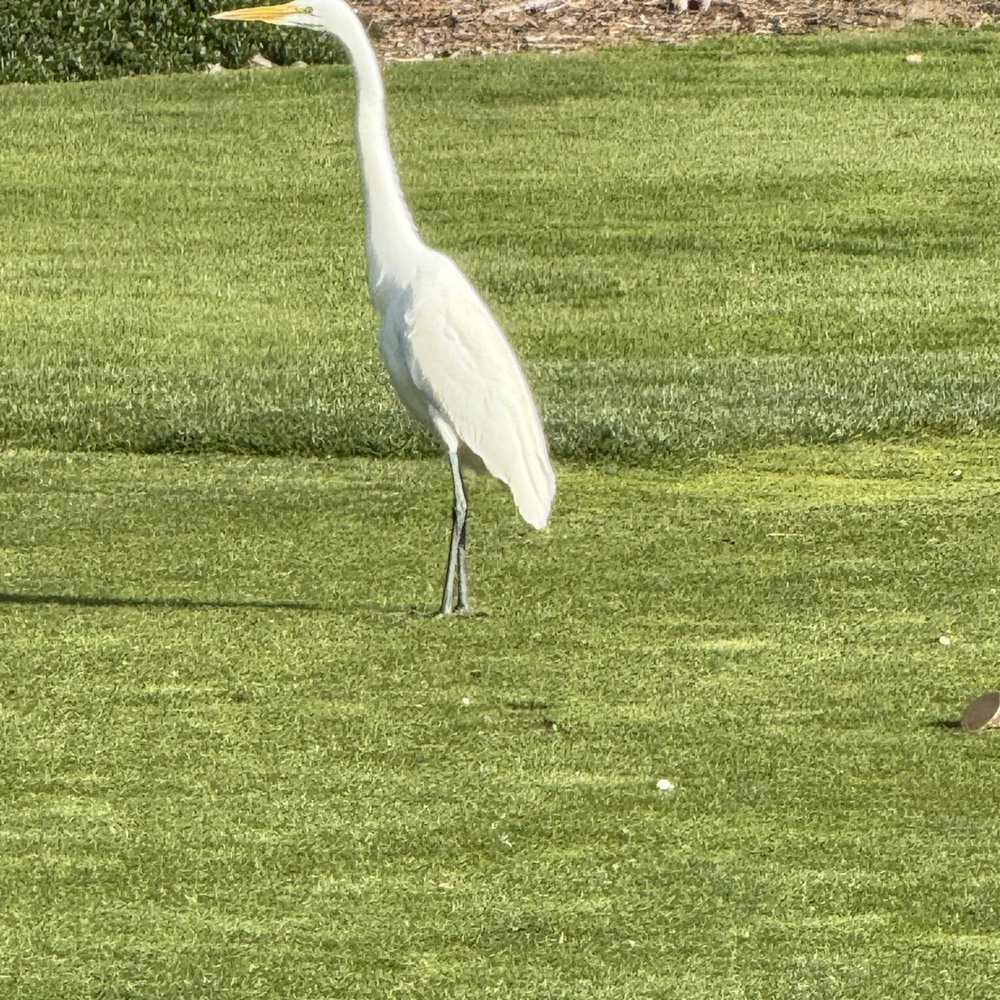 Journey At Pechanga - Beautiful wildlife - Golf Near Me - Temecula, California Journey At Pechanga - Beautiful wildlife - Golf Near Me - Temecula, California
