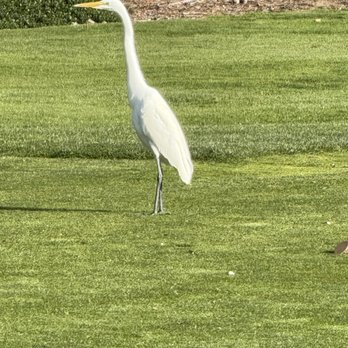 Journey At Pechanga - Beautiful wildlife - Golf Near Me - Temecula, California Journey At Pechanga - Beautiful wildlife - Golf Near Me - Temecula, California