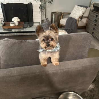 Groomz by Gabz - Marley's new cut! - Pet Groomers Near Me - Pleasant Hill, California Groomz by Gabz - Marley's new cut! - Pet Groomers Near Me - Pleasant Hill, California