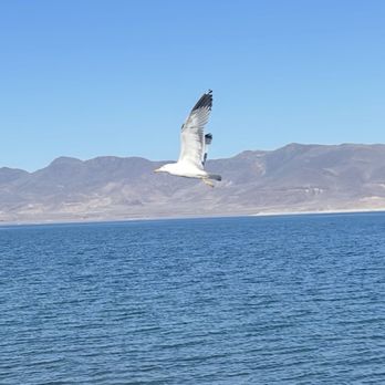 Pyramid Lake Paiute Tribe - Lots of seagulls at Pyramid! This guy flew right into my shot. - Lakes Near Me - Reno, Nevada Pyramid Lake Paiute Tribe - Lots of seagulls at Pyramid! This guy flew right into my shot. - Lakes Near Me - Reno, Nevada