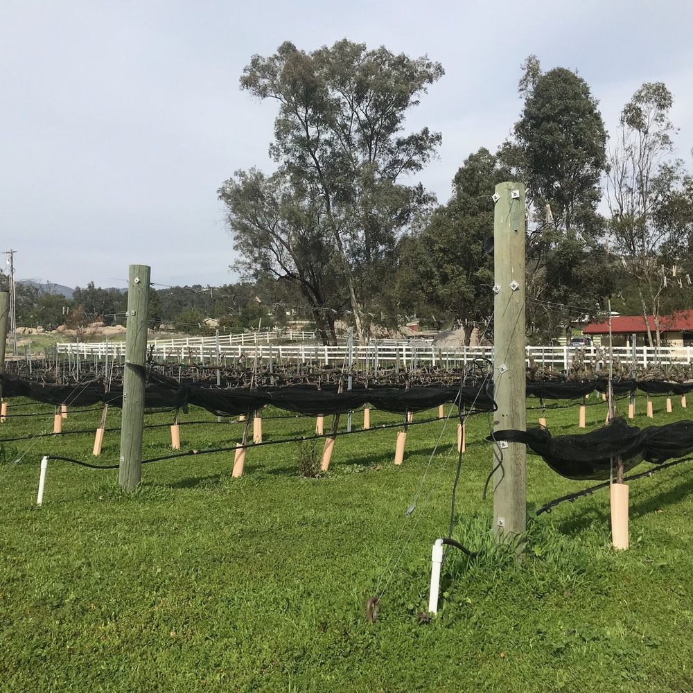 Correcaminos Vineyard - View of the vineyard... - Wineries Near Me - Ramona, California Correcaminos Vineyard - View of the vineyard... - Wineries Near Me - Ramona, California