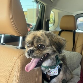 Paw La La - Pet Sitting Near Me - Los Angeles, California