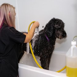 Elizabeth & Co Pet Salon
