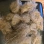 Dog BOOtique