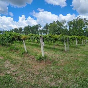 Hillcrest Farm - Vinyards - Attraction Farms Near Me - Elberta, Alabama
