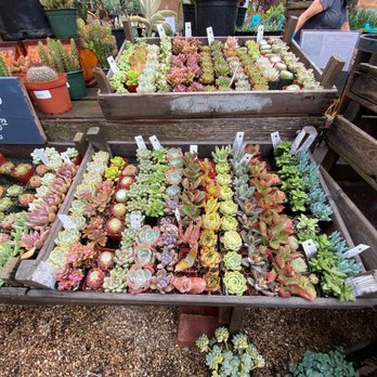 Flowerland - Nurseries & Gardening Near Me - Albany, California Flowerland - Nurseries & Gardening Near Me - Albany, California