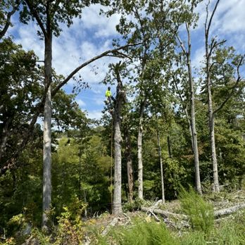 ALL AMERICAN TREE SERVICE - Dead and rotted trees towering over 3 backyards removed safely and efficiently by All American Tree Service. - Landscaping Near Me ALL AMERICAN TREE SERVICE - Dead and rotted trees towering over 3 backyards removed safely and efficiently by All American Tree Service. - Landscaping Near Me