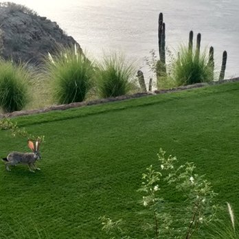 Villa del Palmar Beach Resort & Spa - Company at 17th hole Tee Box. Mountain Hare, different from Hotel Rabbit (possible Cousin down hill) - Hotels Near Me - Ensenada, BCN Villa del Palmar Beach Resort & Spa - Company at 17th hole Tee Box. Mountain Hare, different from Hotel Rabbit (possible Cousin down hill) - Hotels Near Me - Ensenada, BCN