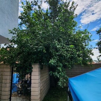 Ezra Tree Service - Lemon tree needing to be topped and the sides cut back. - Tree Services Near Me Ezra Tree Service - Lemon tree needing to be topped and the sides cut back. - Tree Services Near Me