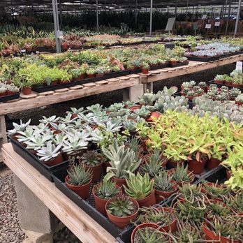 OC Succulents - Nurseries & Gardening Near Me - Irvine, California