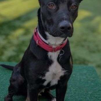 Pasadena Humane - The photograph they had on the website :) - Animal Shelters Near Me - Pasadena, California